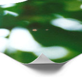 Lys blancs - Lilium candidum Poster (Coin)