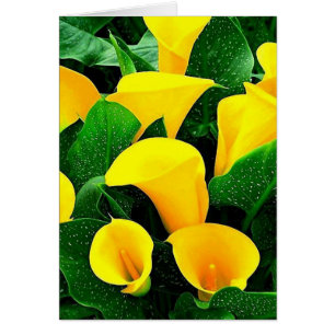Lys Calla Jaune
