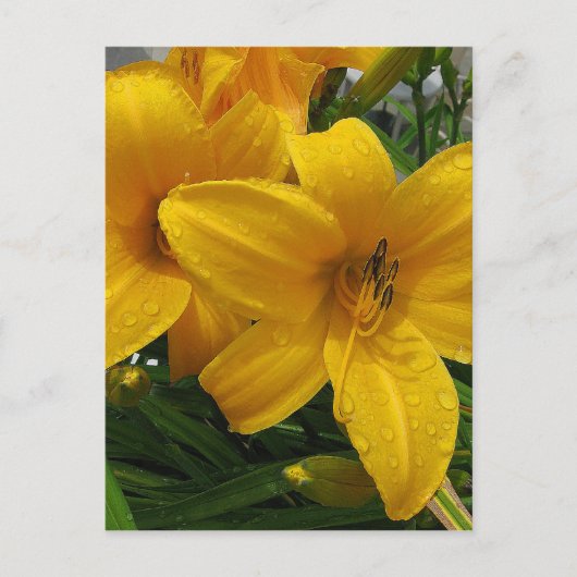 Lys dans la carte postale Pluie (Devant)