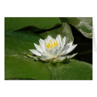 Lys d'eau