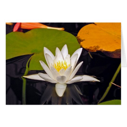 Lys d'eau blanche (Devant horizontal)