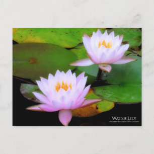 Lys d'eau : Carte postale