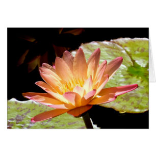 Lys d'eau orange