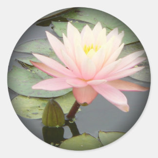 Lys d'eau rose pâle à Stickers ronds noirs
