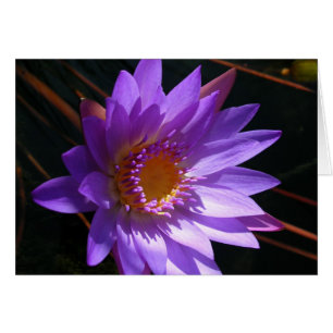 Lys d'eau violet