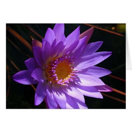 Lys d'eau violet (Devant horizontal)