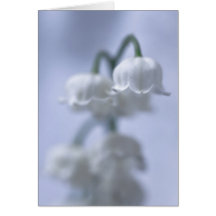 Lys Fleurs De La Vallée