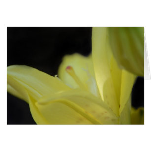 Lys jaune par Shirley Taylor