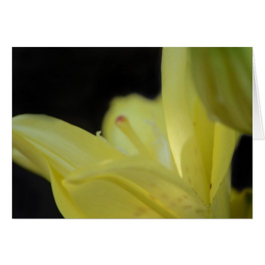 Lys jaune par Shirley Taylor (Devant horizontal)