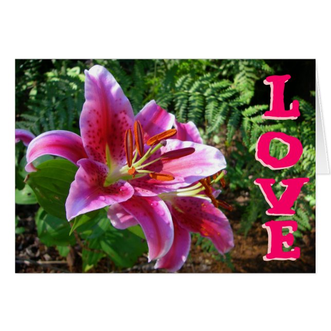 Lys of Love (Devant horizontal)