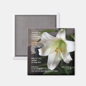 Lys of the Field - Magnet (Recto/Verso)