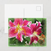 Lys Stargazer Oriental Rose / Carte Postale de Jar (Devant / Derrière)