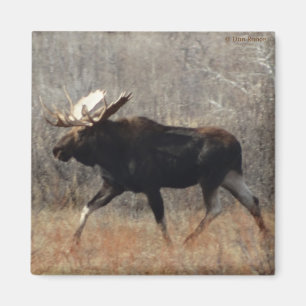 M10 Bull Moose Magneet
