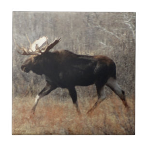M10 Bull Moose Tegeltje