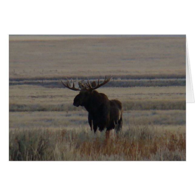 M1 Bull Moose (Devant horizontal)