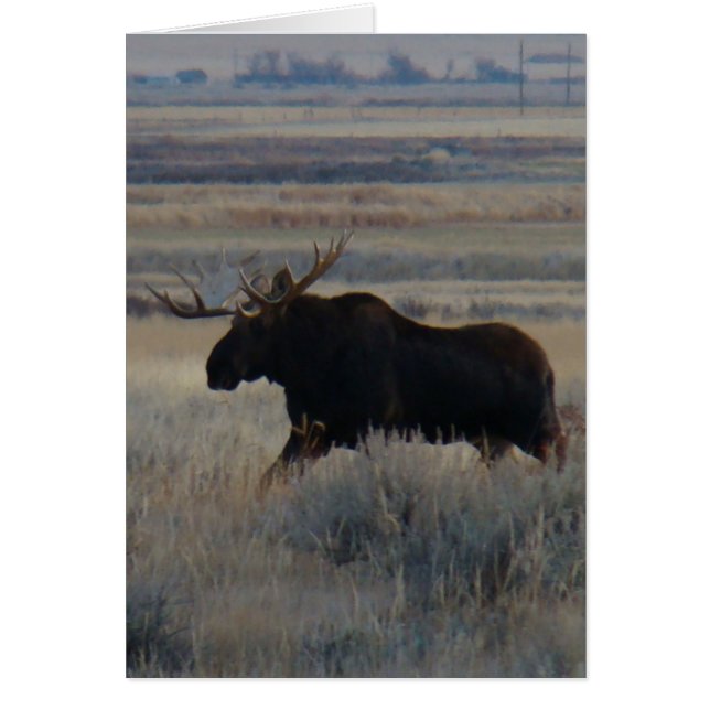 M2 Bull Moose (Voorkant)