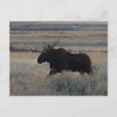 M2 Bull Moose Big Bull Briefkaart (Voorkant)