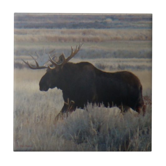 M2 Bull Moose Big Bull Tegeltje (Voorkant)