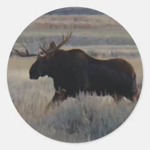 M2 Bull Moose Grote Stier Ronde Sticker
