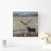 M3 Bull Moose op Farmland Vierkante Klok (Huis)