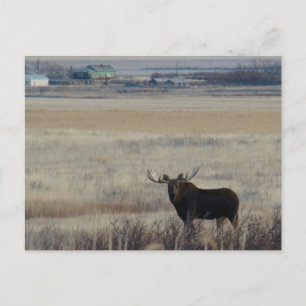 M3 Eland op landbouwgrond Briefkaart
