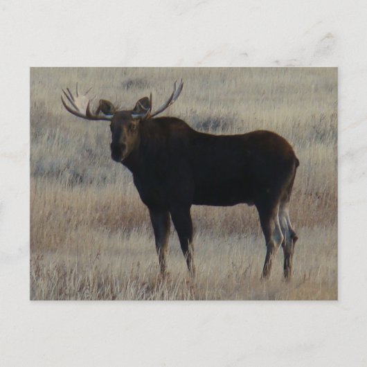 M4 Bull Moose Briefkaart (Voorkant)