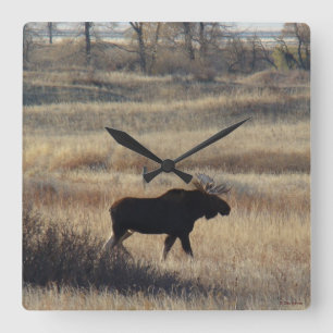 M5 Bull Moose in de zand Hills Vierkante Klok