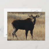 M7 Young Bull Moose Briefkaart (Voorkant / Achterkant)