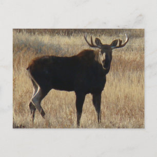 M7 Young Bull Moose Briefkaart