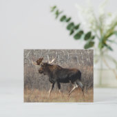 M8 Bull Moose in Scrub Brush Briefkaart (Staand voorkant)