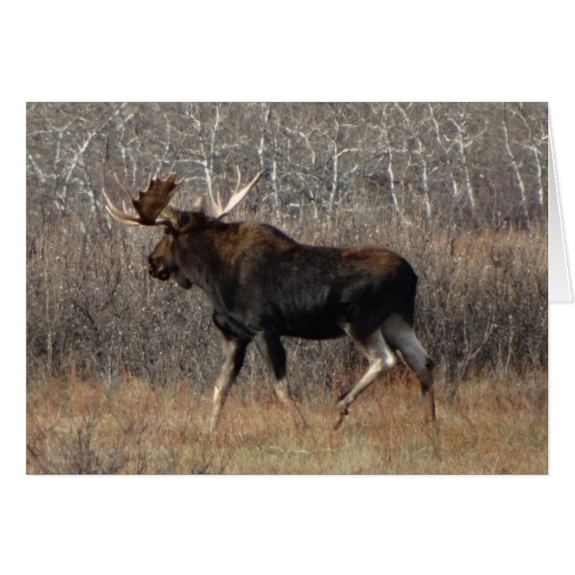 M8 Eland (Voorkant Horizontaal)