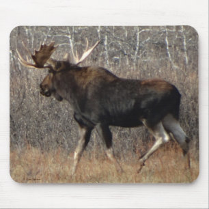 M8 Eland in Struikgewas Muismat