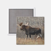 M8 Eland Magneet (Voorkant / Achterkant)