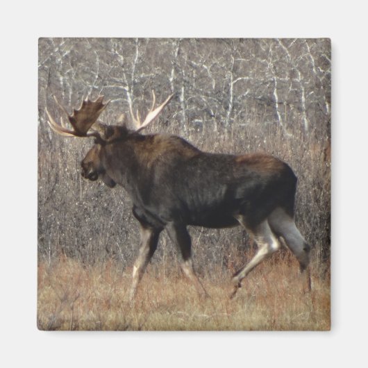 M8 Eland Magneet (Voorkant)