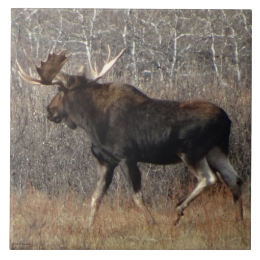M8 Eland Tegeltje (Voorkant)