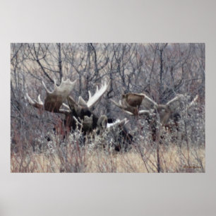 M9 Eland Eland Liggend Poster