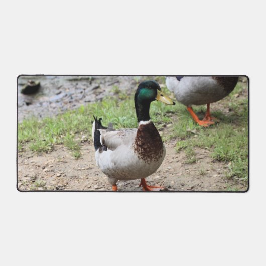 M. Duck (Recto)
