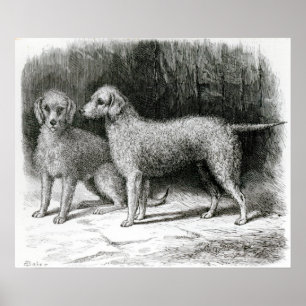M.F. Armstrong's van Bedlington Terriers- Poster