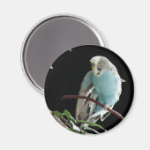 M. Jill Budgie Rond Magnet (Recto/Verso)