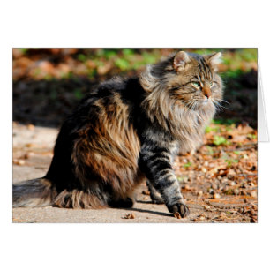 Ma carte de chat en coton Acorn Maine