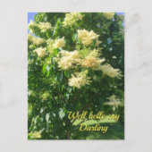 Ma carte postale chérie (Devant)