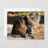 Ma carte postale de chat au maïs Acorn (Devant / Derrière)