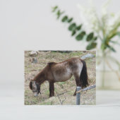 Ma carte postale Little Pony (Debout devant)