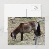 Ma carte postale Little Pony (Devant / Derrière)