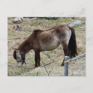 Ma carte postale Little Pony