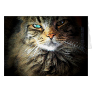 M'a eu au Meow