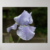 Maagdenpalm Iris met Regendruppels Poster (Voorkant)