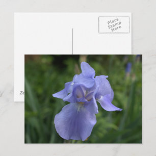 maagdenpalm iris tuin briefkaart