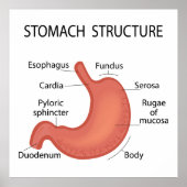 Maagstructuur Poster (Voorkant)