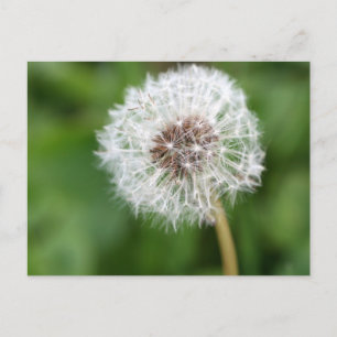 Maak een wens! Dandelion Briefkaart
